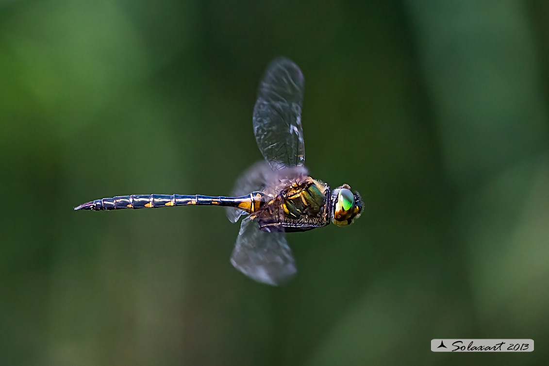 Somatochlora flavomaculata (maschio) - Plettet smaragdlibel (male)