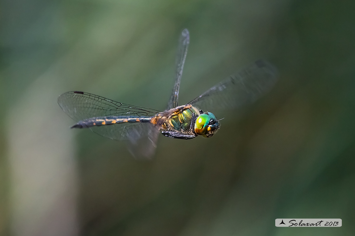 Somatochlora flavomaculata (maschio) - Plettet smaragdlibel (male)