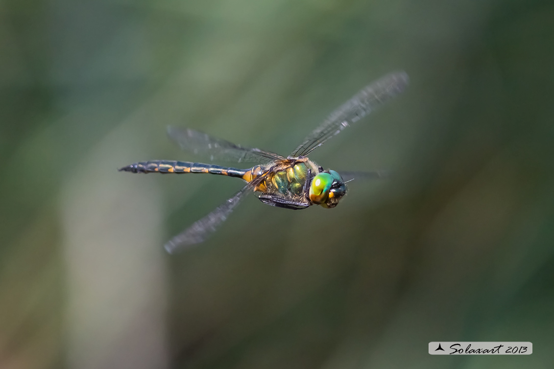Somatochlora flavomaculata (maschio) - Plettet smaragdlibel (male)