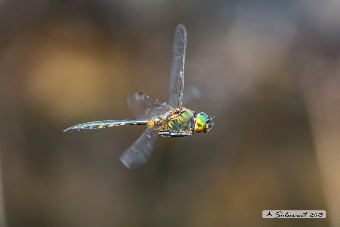 Somatochlora flavomaculata (maschio) - Plettet smaragdlibel (male)