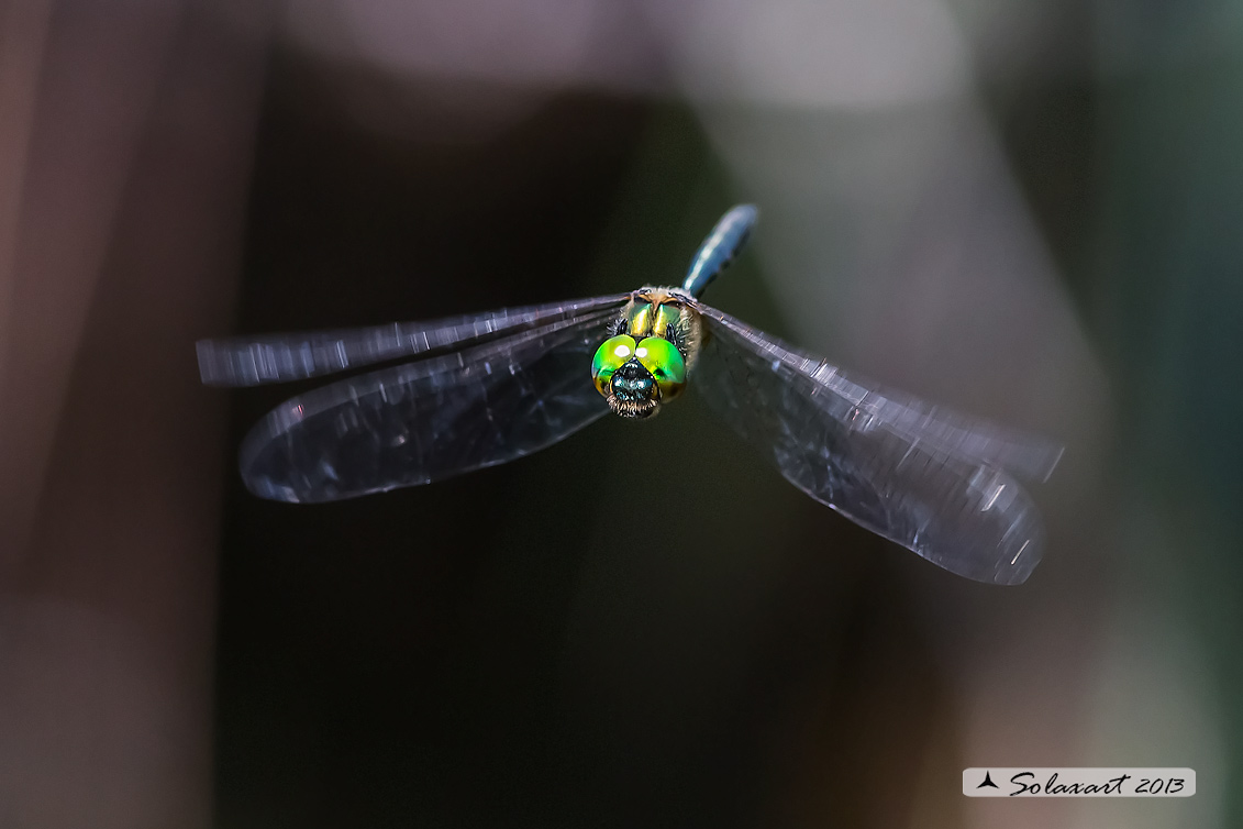 Somatochlora flavomaculata (maschio) - Plettet smaragdlibel (male)