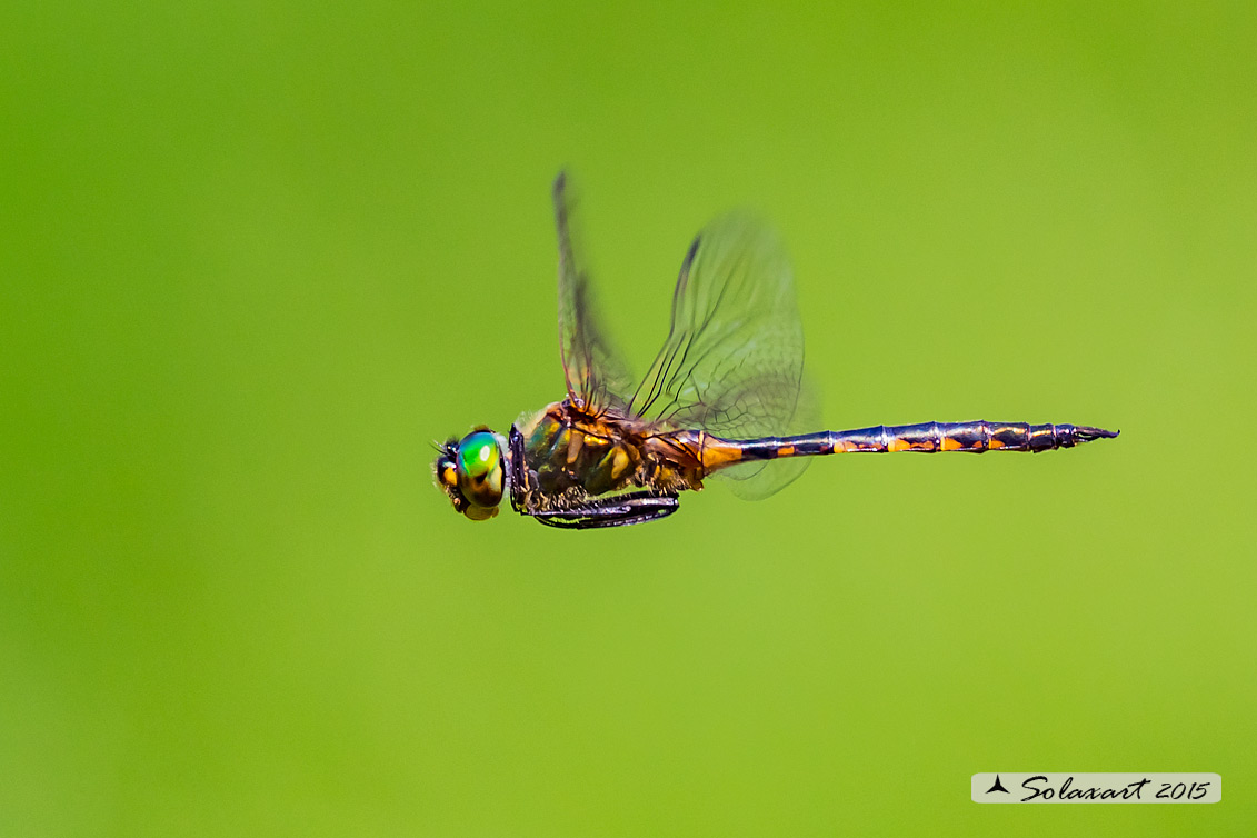 Somatochlora flavomaculata (maschio) - Plettet smaragdlibel (male)