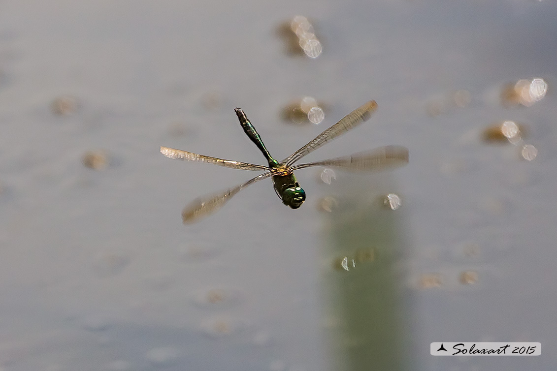 Somatochlora meridionalis:  Smeralda meridionale (maschio) - Balkan Emerald (male)