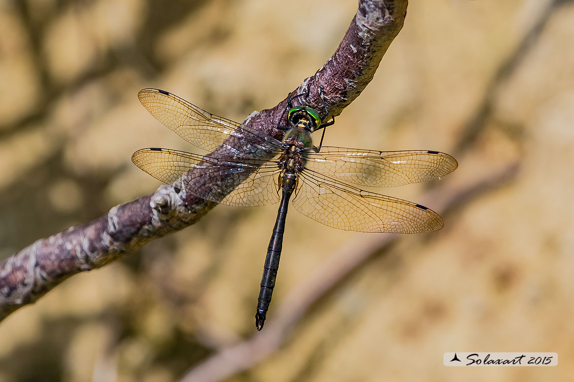 Somatochlora meridionalis:  Smeralda meridionale (maschio) - Balkan Emerald (male)