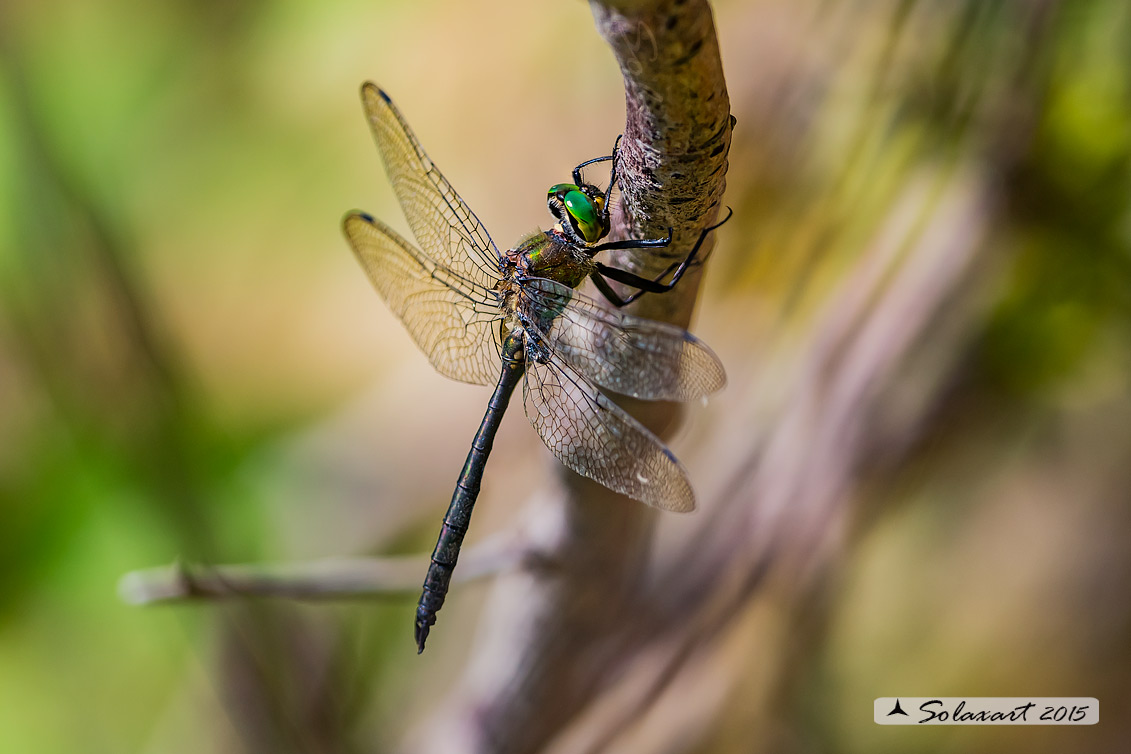 Somatochlora meridionalis:  Smeralda meridionale (maschio) - Balkan Emerald (male)