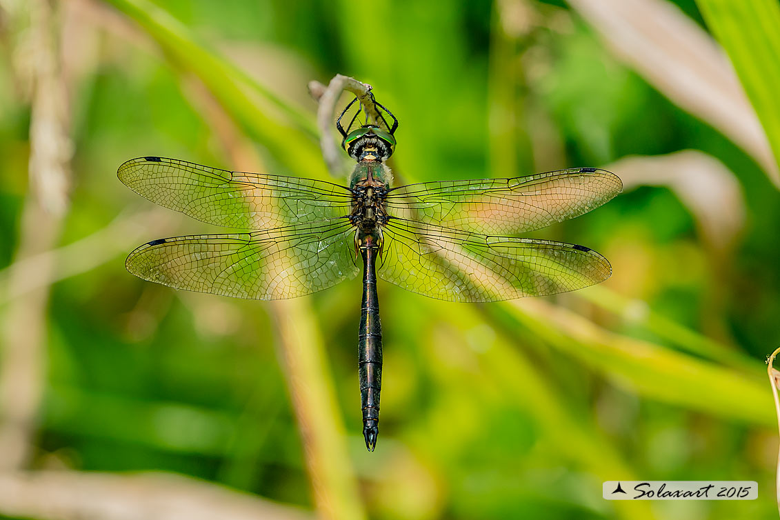 Somatochlora meridionalis:  Smeralda meridionale (maschio) - Balkan Emerald (male)