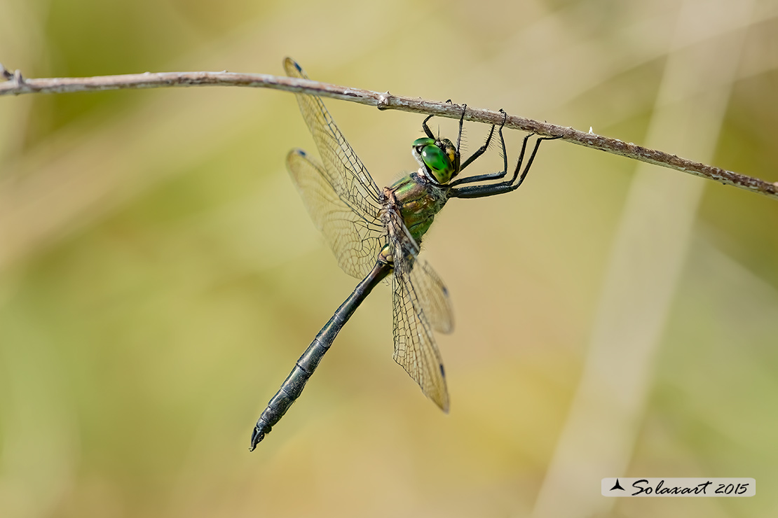 Somatochlora meridionalis:  Smeralda meridionale (maschio) - Balkan Emerald (male)