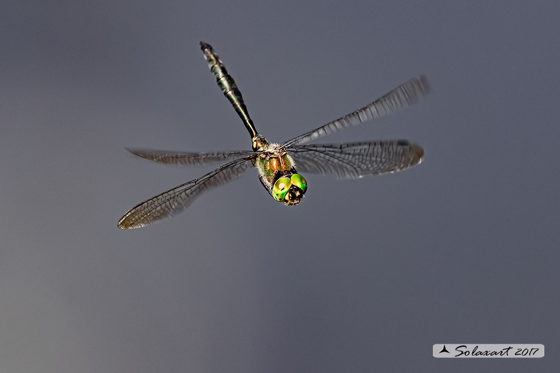 Somatochlora meridionalis:  Smeralda meridionale (maschio) - Balkan Emerald (male)