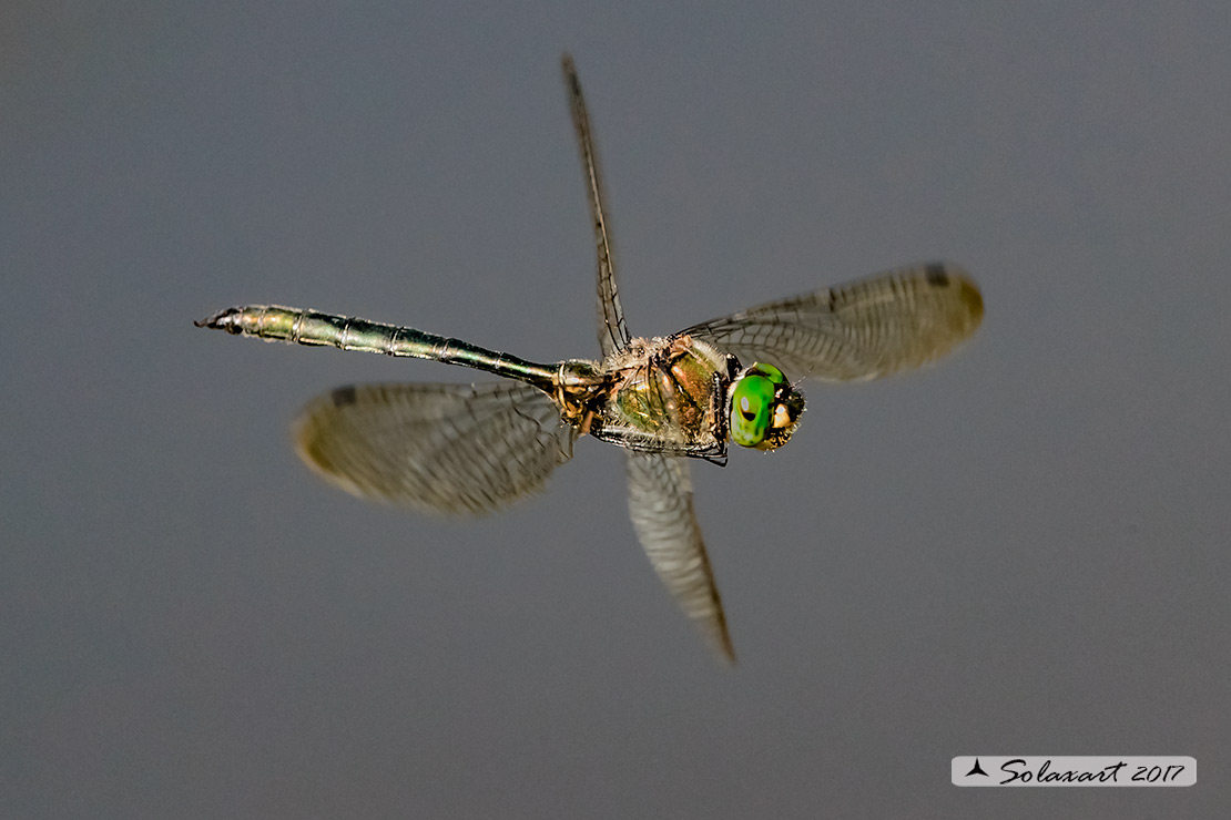 Somatochlora meridionalis:  Smeralda meridionale (maschio) - Balkan Emerald (male)