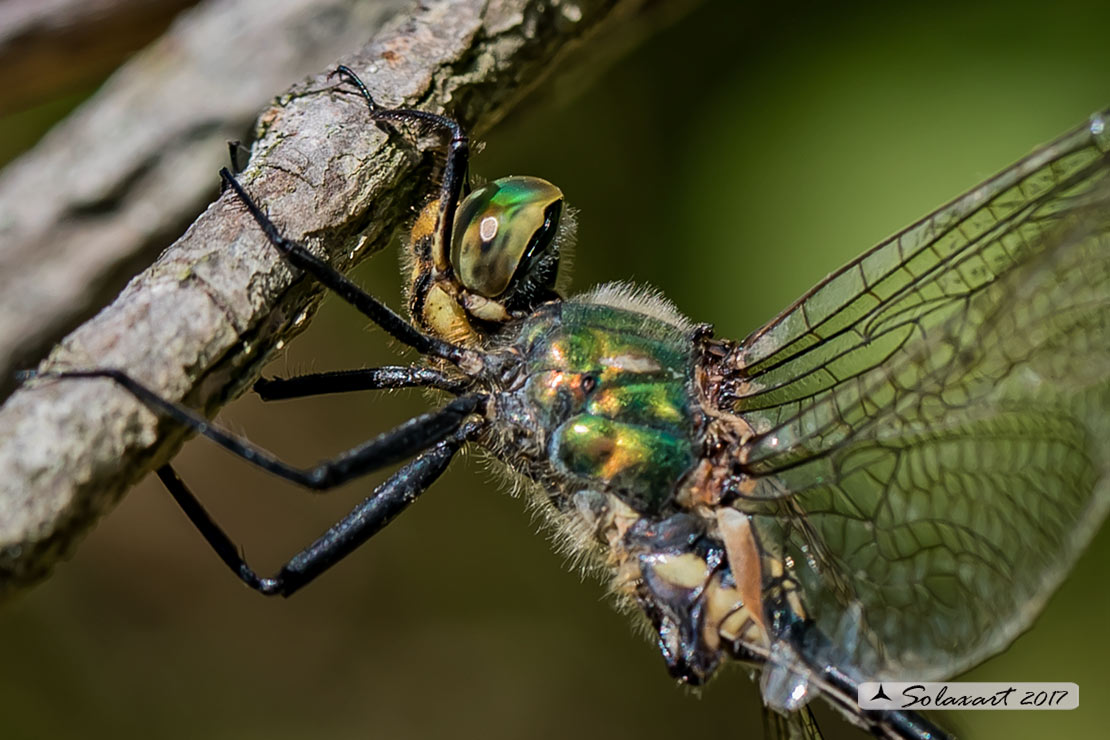 Somatochlora meridionalis:  Smeralda meridionale (maschio) - Balkan Emerald (male)