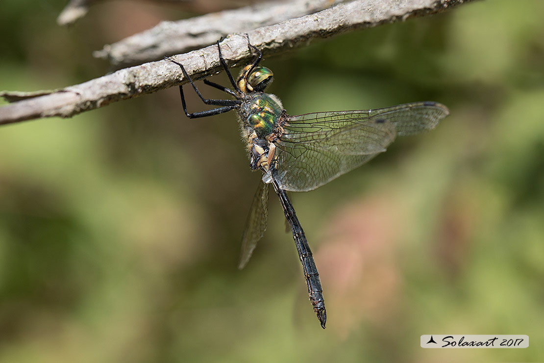 Somatochlora meridionalis:  Smeralda meridionale (maschio) - Balkan Emerald (male)