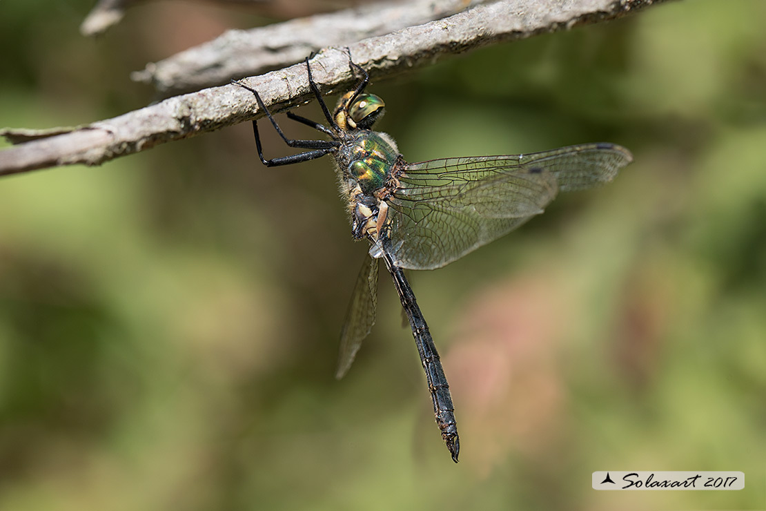 Somatochlora meridionalis:  Smeralda meridionale (maschio) - Balkan Emerald (male)