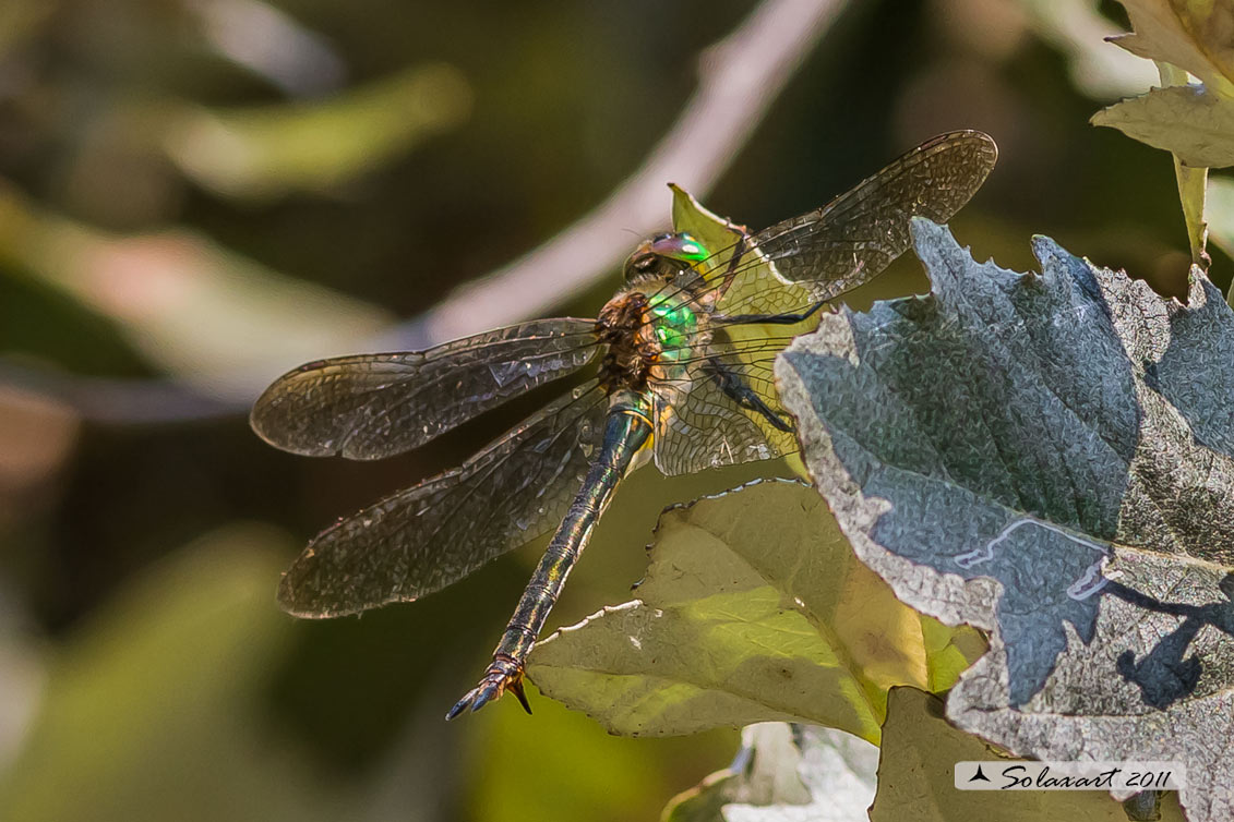 Somatochlora metallica (femmina) - Brilliant Emerald  (female)