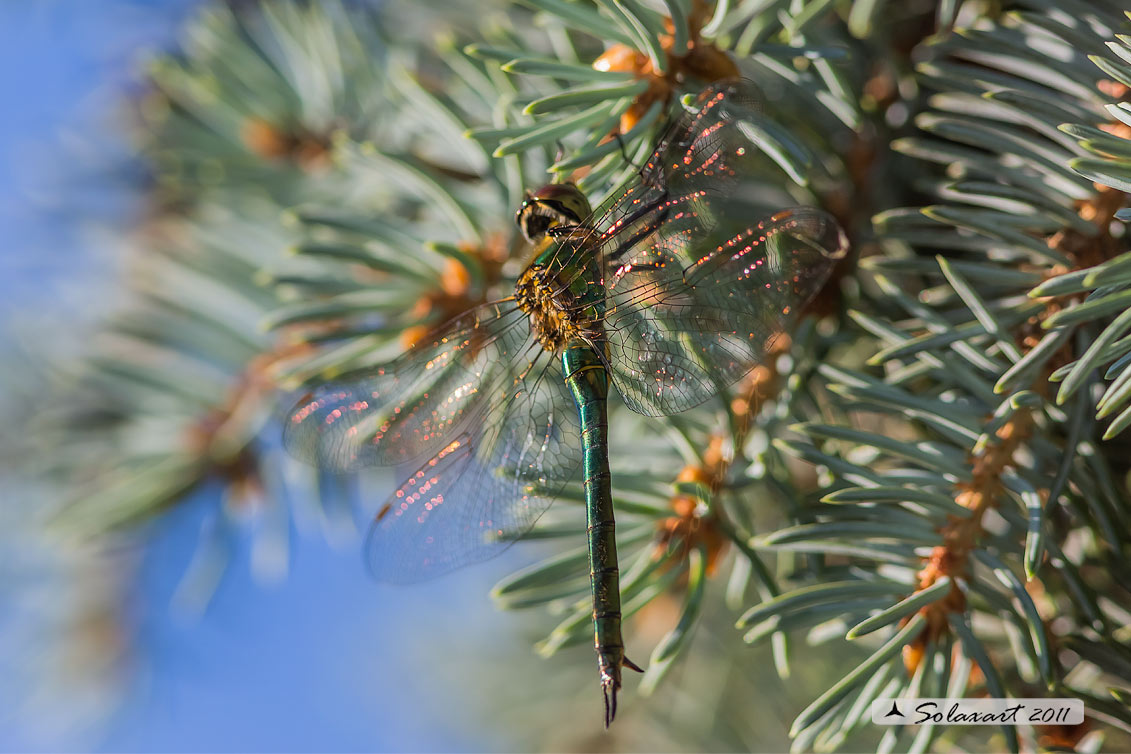Somatochlora metallica (femmina) - Brilliant Emerald  (female)