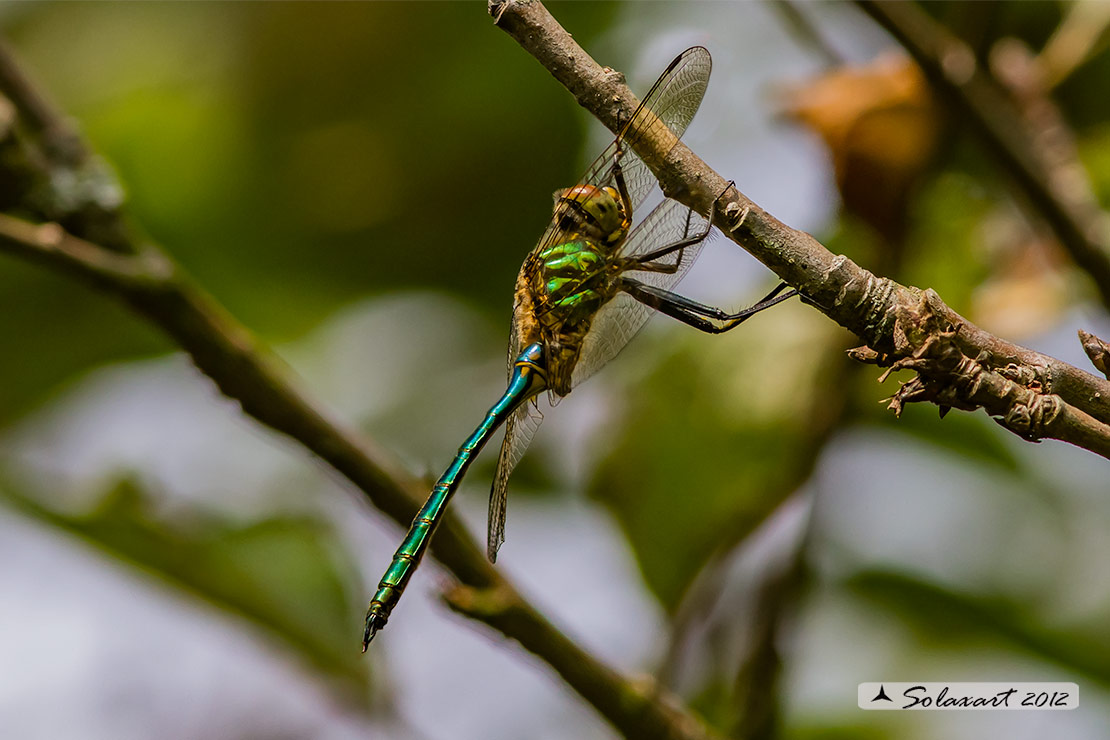 Somatochlora metallica: Smeralda metallica (maschio) - Brilliant Emerald (male)