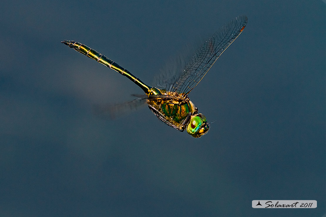Somatochlora metallica: Smeralda metallica (maschio) - Brilliant Emerald (male)