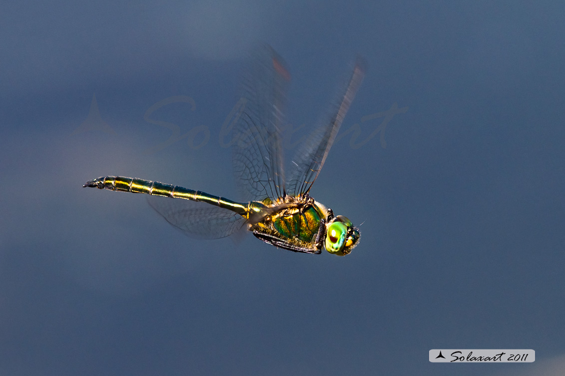 Somatochlora metallica: Smeralda metallica (maschio) - Brilliant Emerald (male)