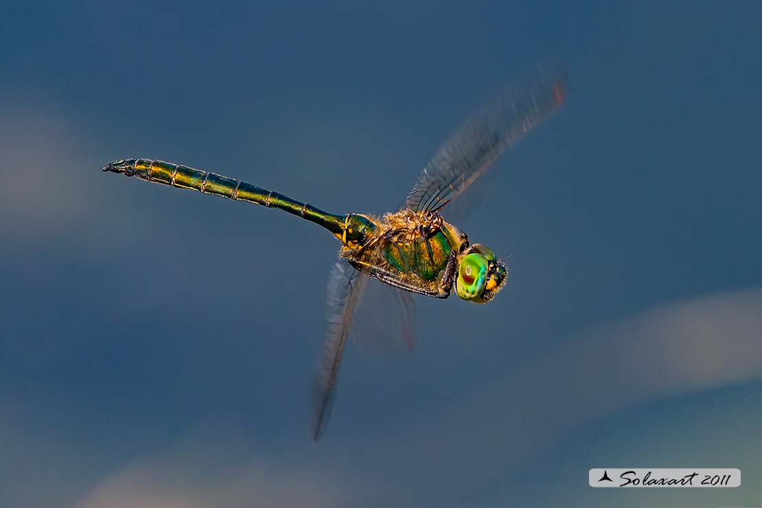 Somatochlora metallica: Smeralda metallica (maschio) - Brilliant Emerald (male)