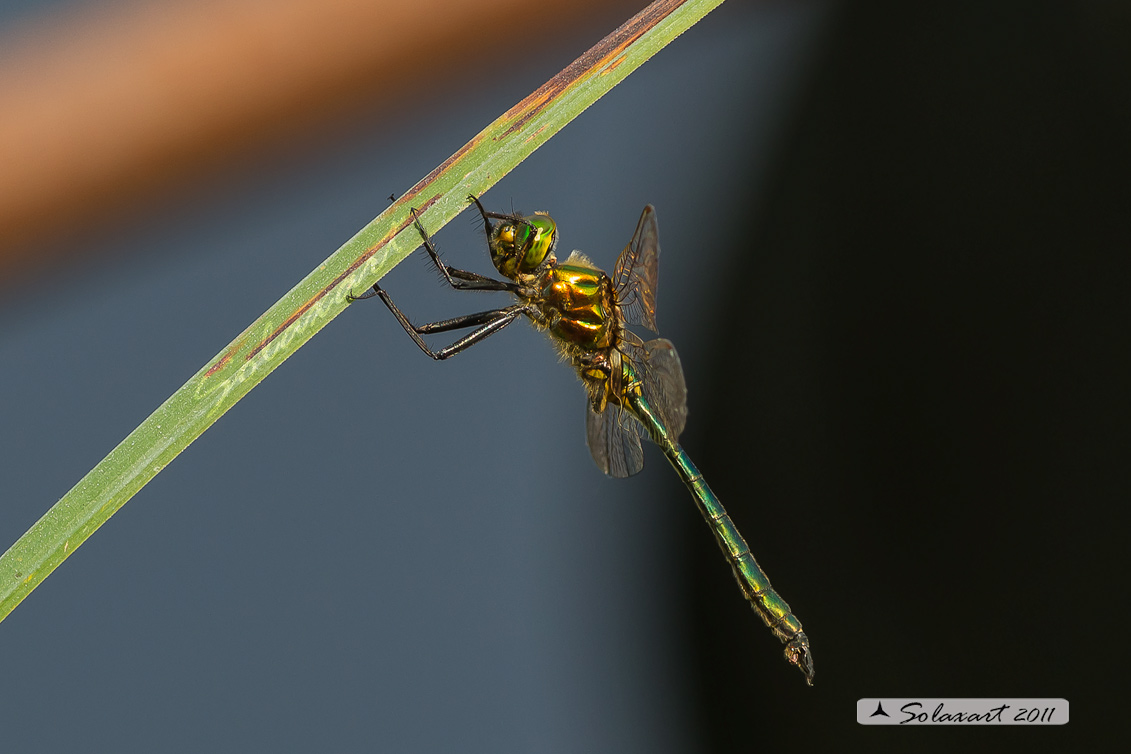 Somatochlora metallica - Brilliant Emerald