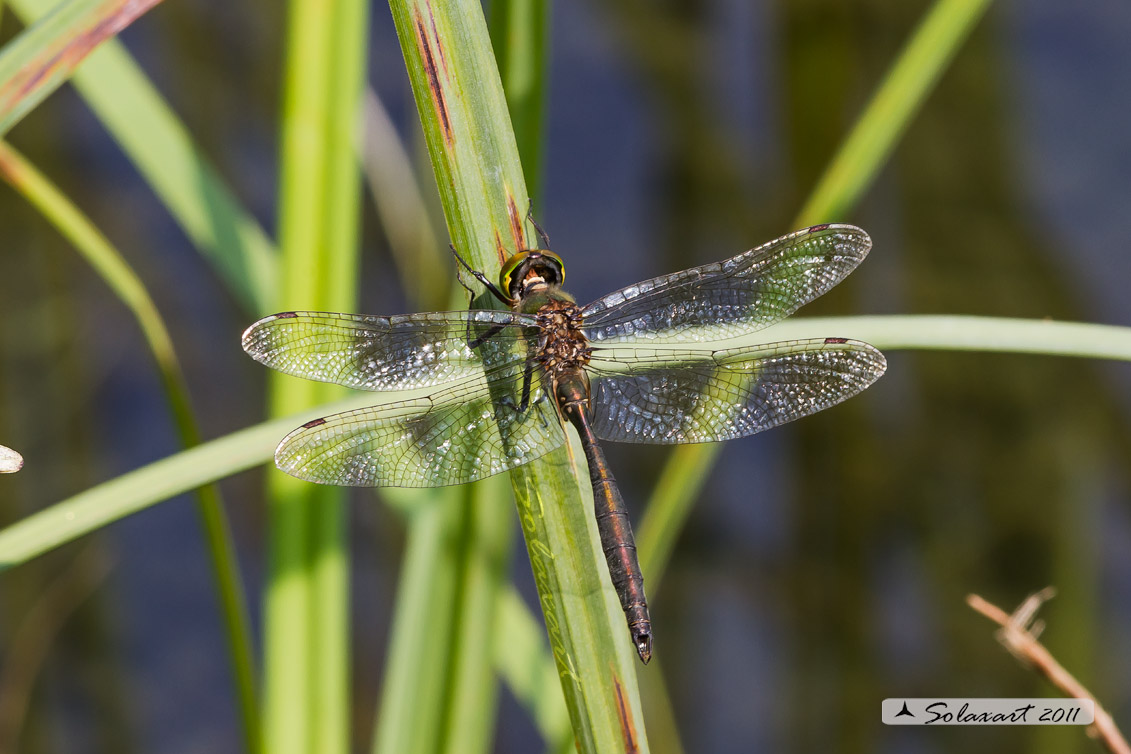 Somatochlora metallica: Smeralda metallica (maschio) - Brilliant Emerald (male)