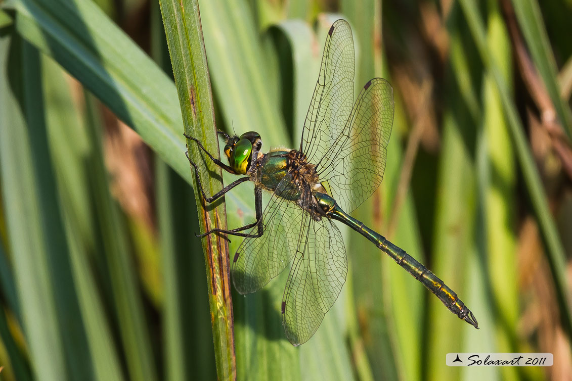 Somatochlora metallica: Smeralda metallica (maschio) - Brilliant Emerald (male)