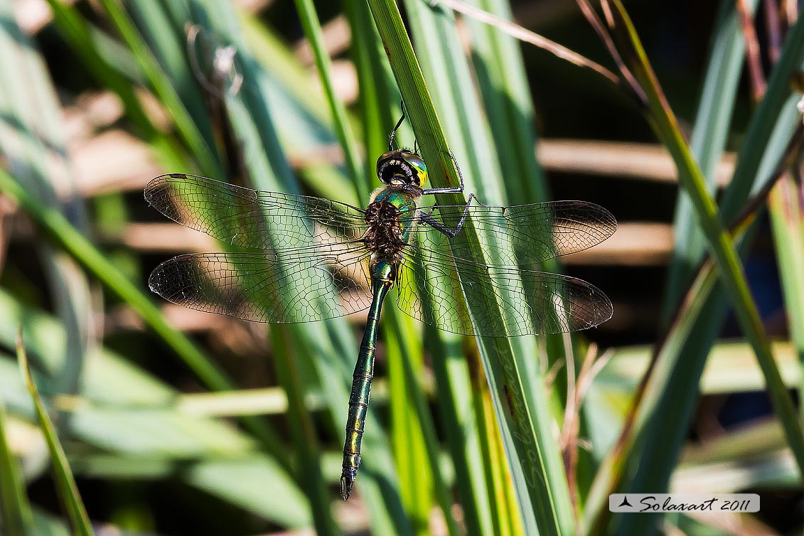 Somatochlora metallica: Smeralda metallica (maschio) - Brilliant Emerald (male)