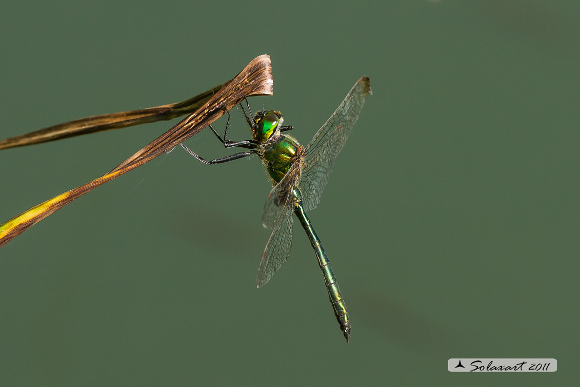 Somatochlora metallica: Smeralda metallica (maschio) - Brilliant Emerald (male)