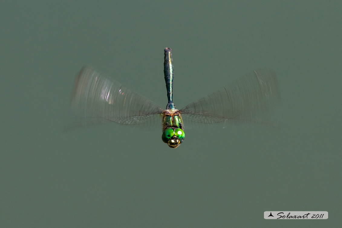 Somatochlora metallica: Smeralda metallica (maschio) - Brilliant Emerald (male)
