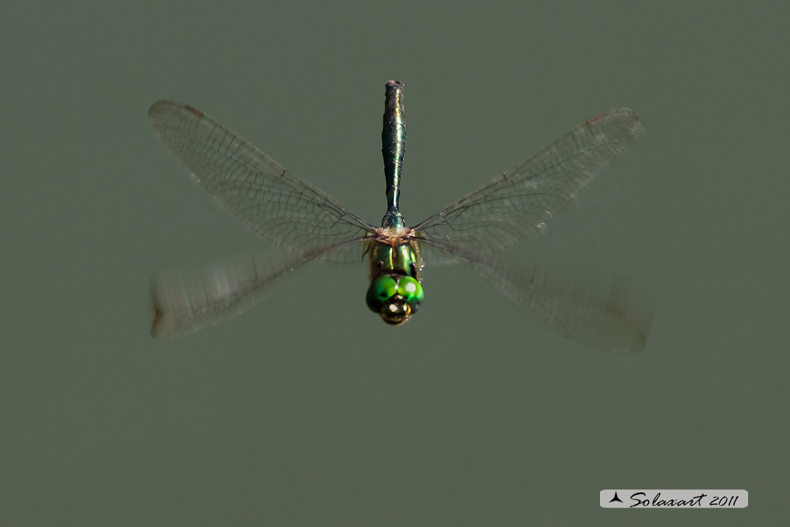 Somatochlora metallica: Smeralda metallica (maschio) - Brilliant Emerald (male)