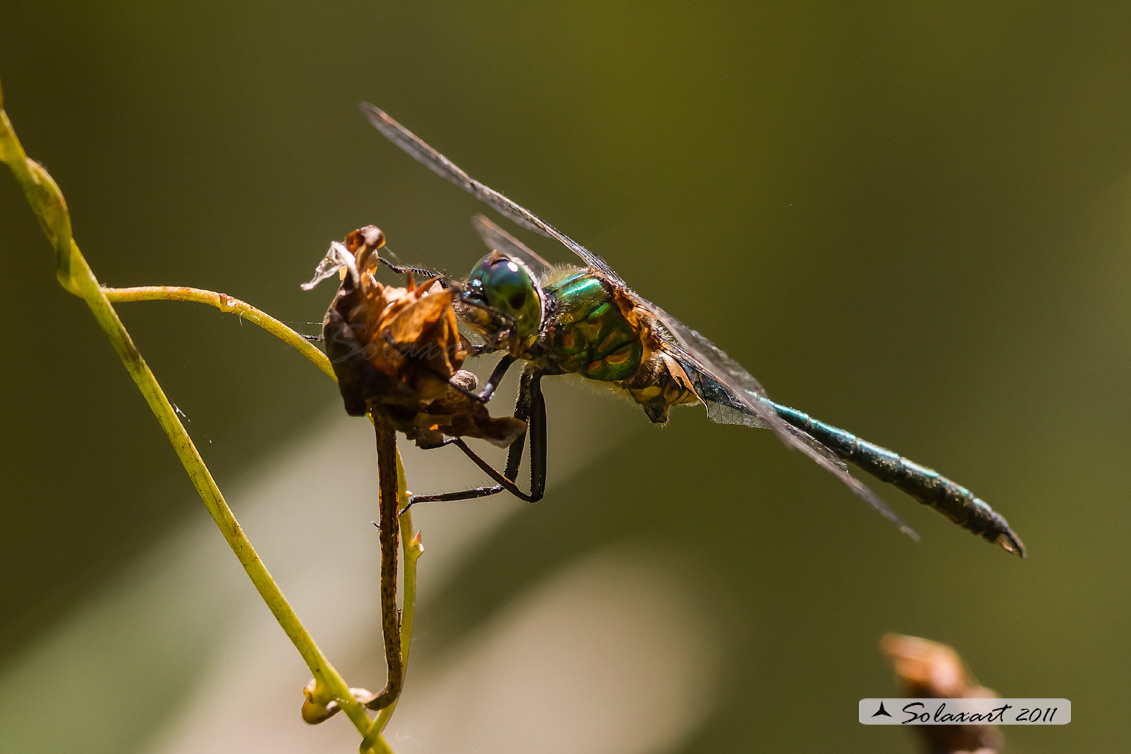 Somatochlora metallica - Brilliant Emerald