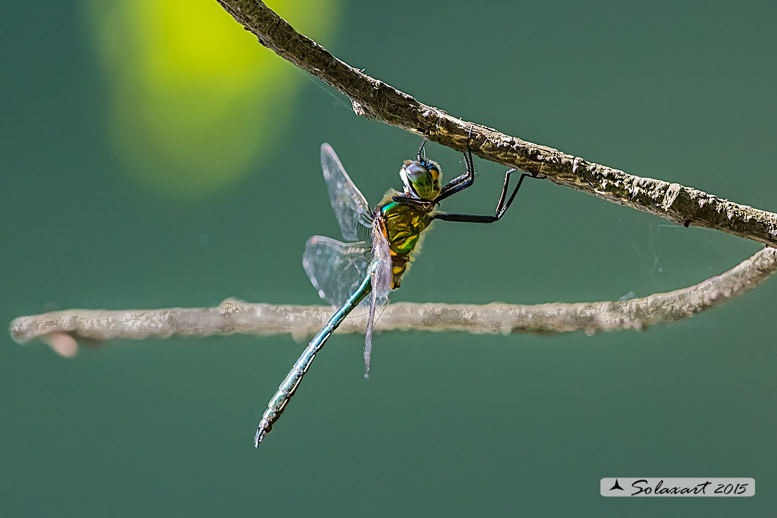 Somatochlora metallica  (maschio)    -    Brilliant Emerald  (male)