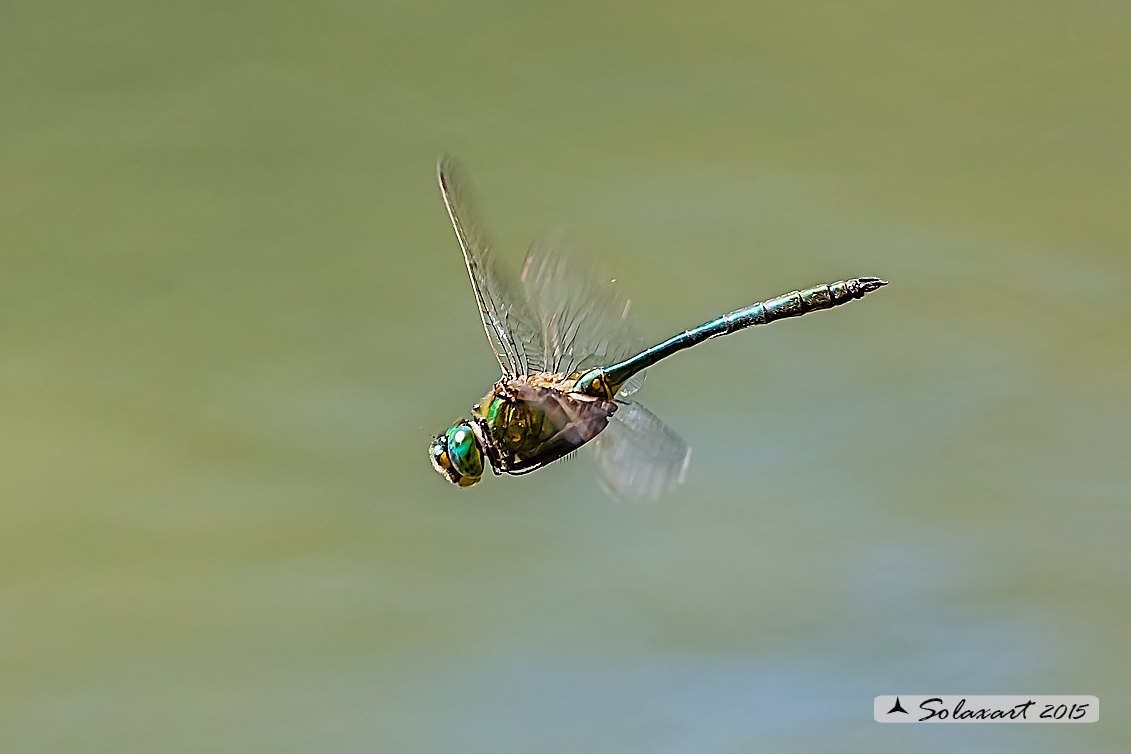 Somatochlora metallica  (maschio)    -    Brilliant Emerald  (male)