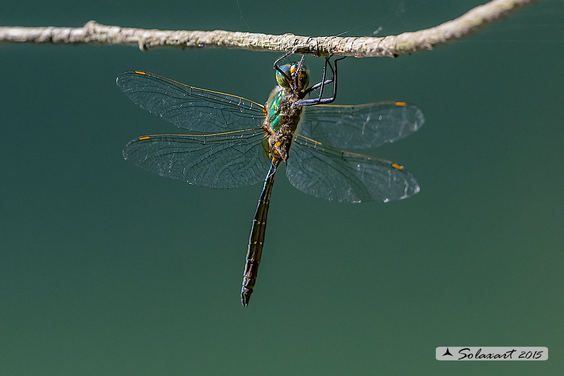 Somatochlora metallica: Smeralda metallica (maschio) - Brilliant Emerald (male)