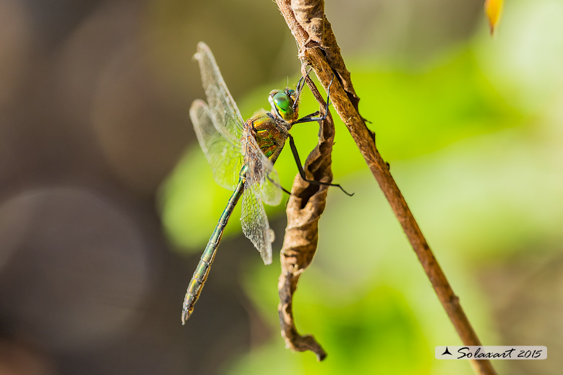 Somatochlora metallica: Smeralda metallica (maschio) - Brilliant Emerald (male)