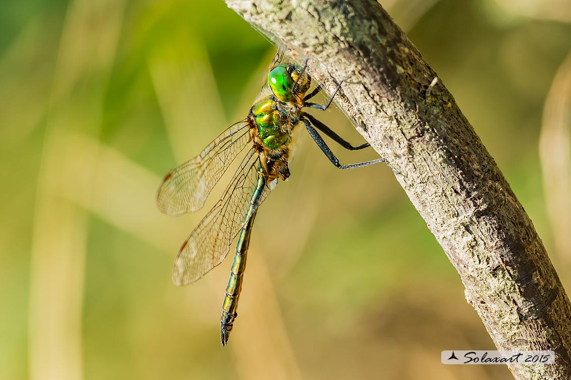 Somatochlora metallica: Smeralda metallica (maschio) - Brilliant Emerald (male)