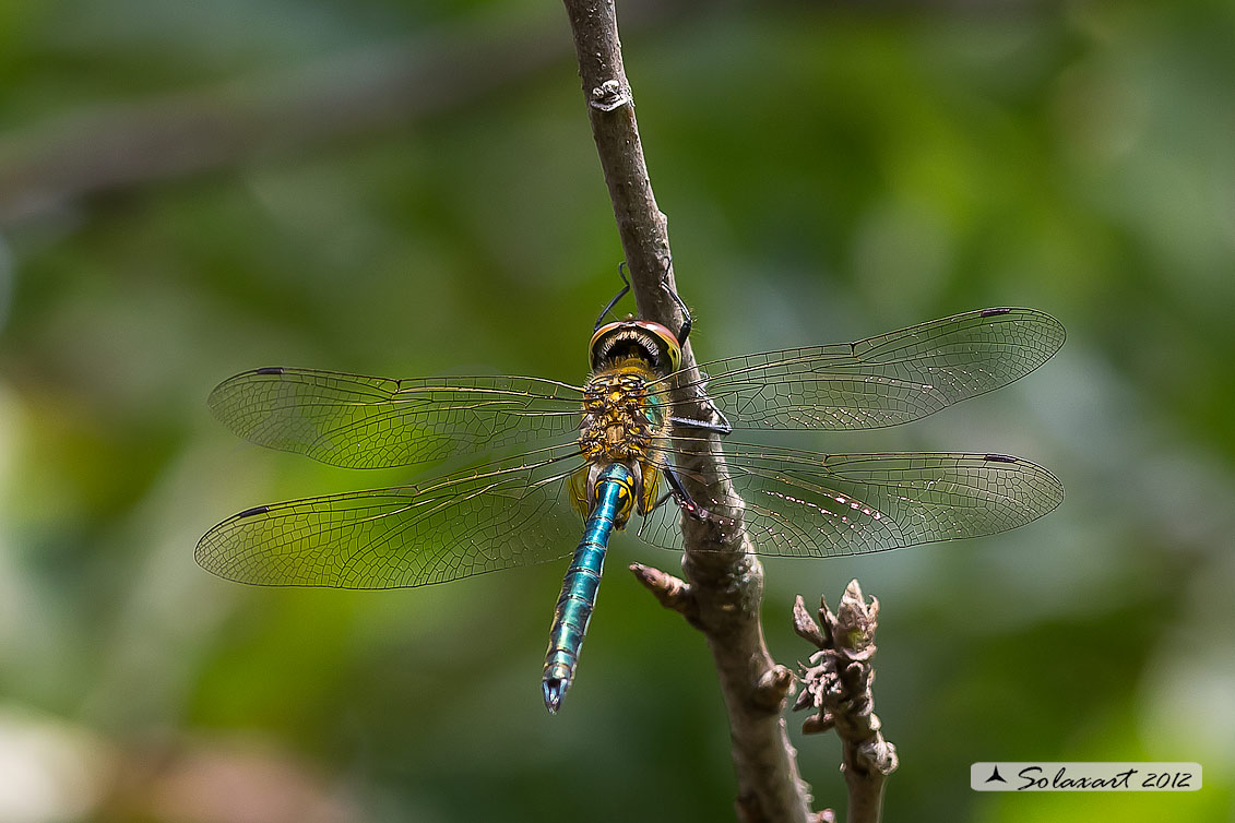 Somatochlora metallica  (maschio)    -    Brilliant Emerald  (male)