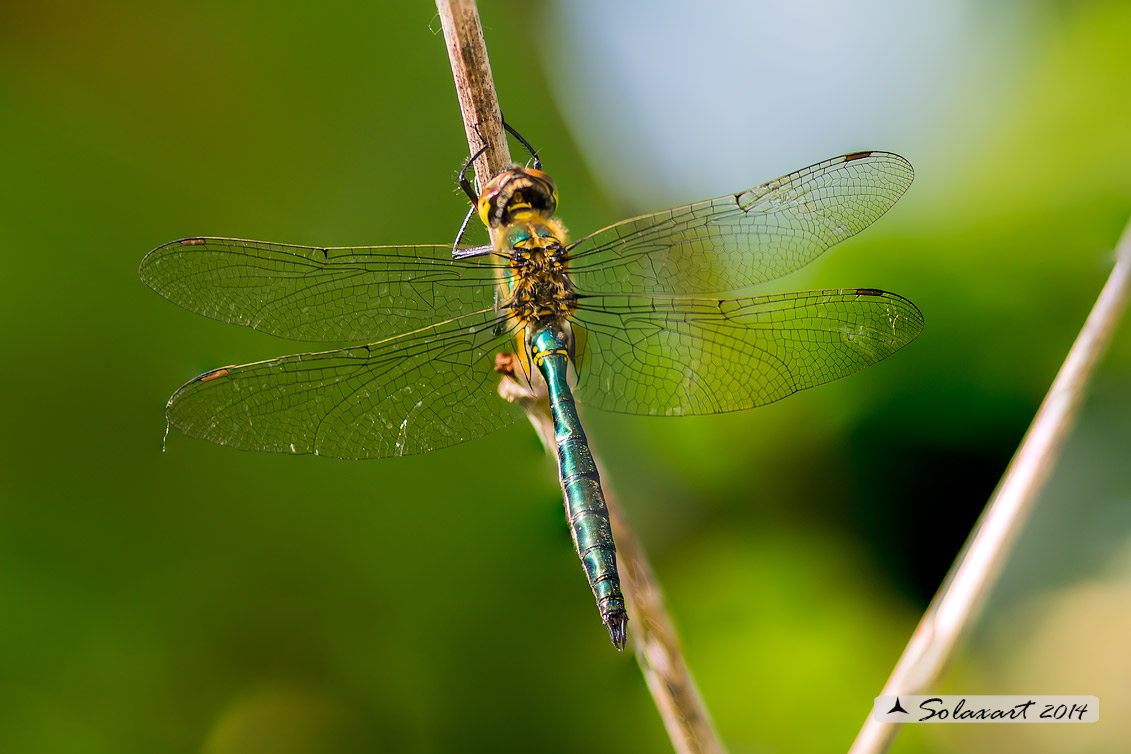 Somatochlora metallica: Smeralda metallica (maschio) - Brilliant Emerald (male)