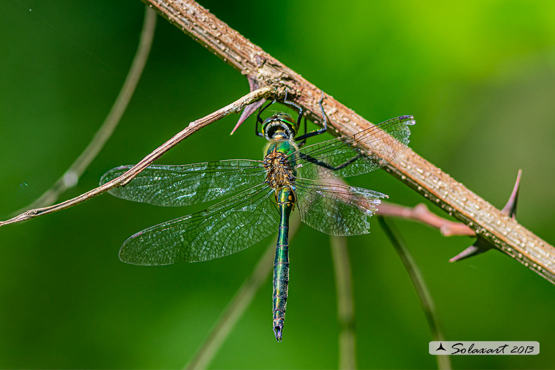 Somatochlora metallica  (maschio) - Brilliant Emerald  (male)