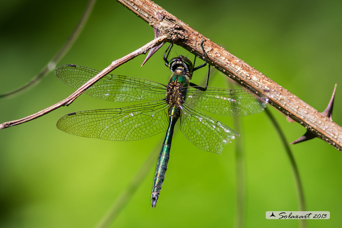 Somatochlora metallica male