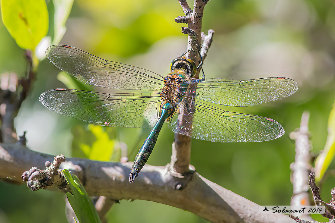 Somatochlora metallica  (maschio)    -    Brilliant Emerald  (male)