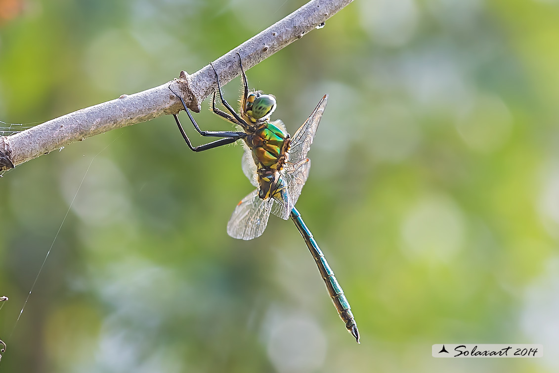 Somatochlora metallica  (maschio)    -    Brilliant Emerald  (male)