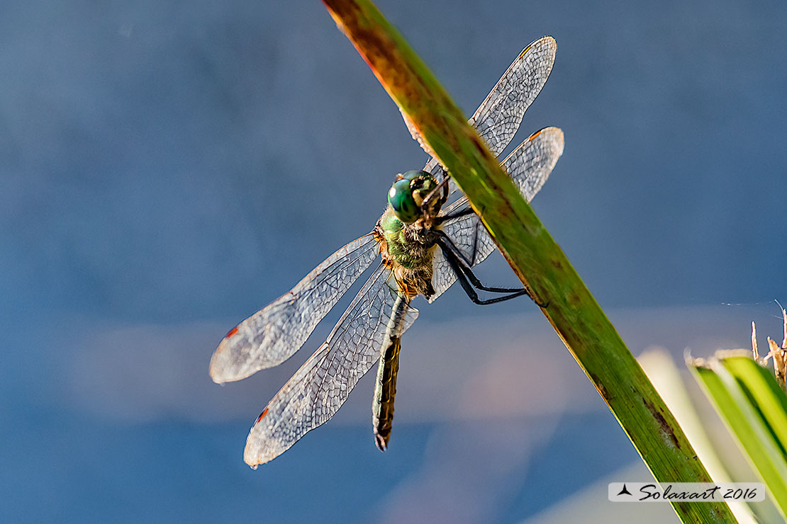 Somatochlora metallica: Smeralda metallica (maschio) - Brilliant Emerald (male)