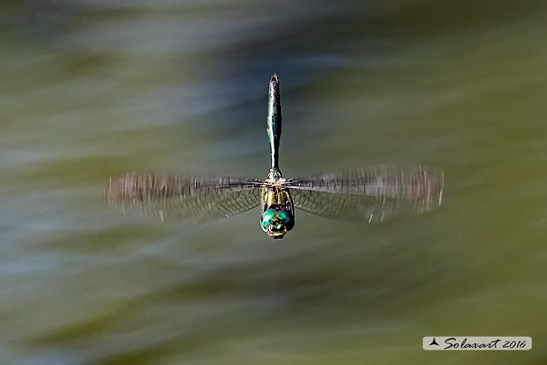 Somatochlora metallica: Smeralda metallica (maschio) - Brilliant Emerald (male)