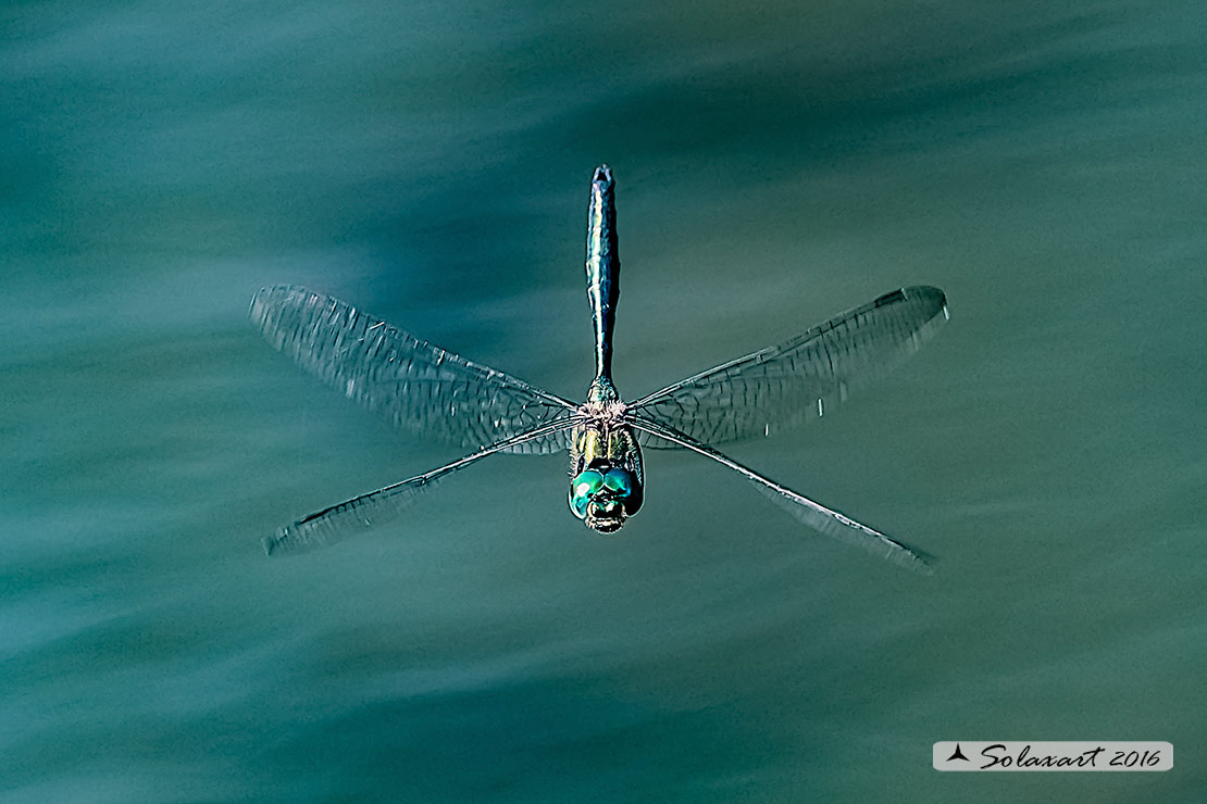 Somatochlora metallica: Smeralda metallica (maschio) - Brilliant Emerald (male)