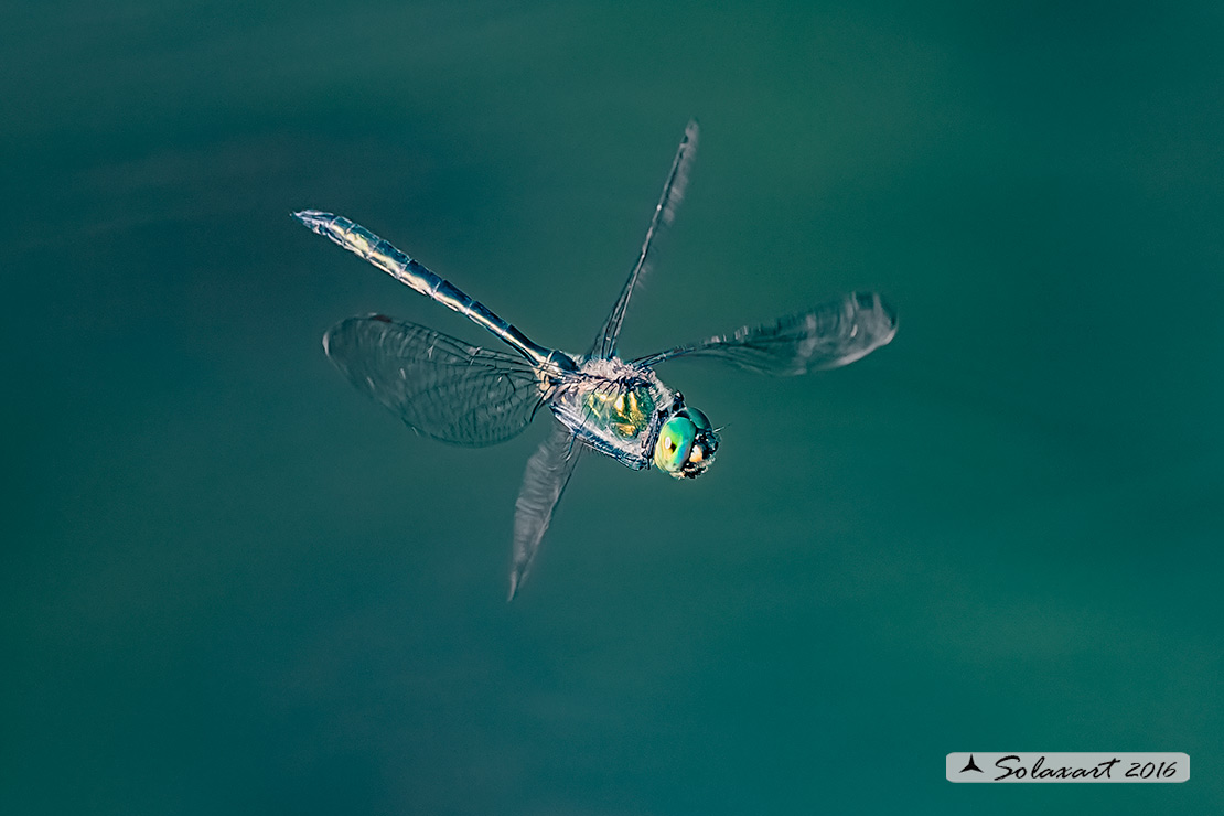 Somatochlora metallica: Smeralda metallica (maschio) - Brilliant Emerald (male)