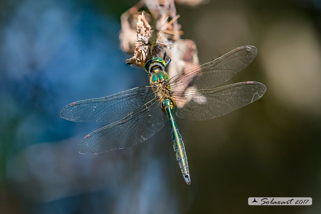 Somatochlora metallica: Smeralda metallica (maschio) - Brilliant Emerald (male)