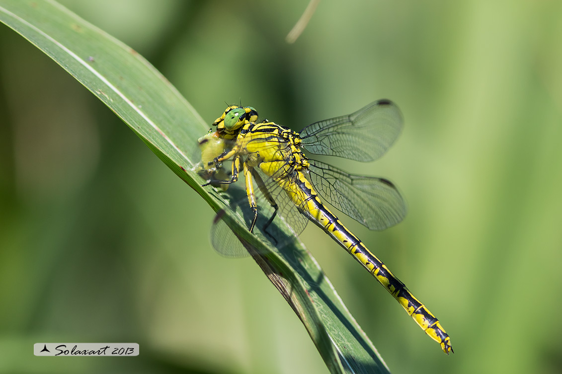 Stylurus flavipes: Piedigialli;  River Clubtail (female)