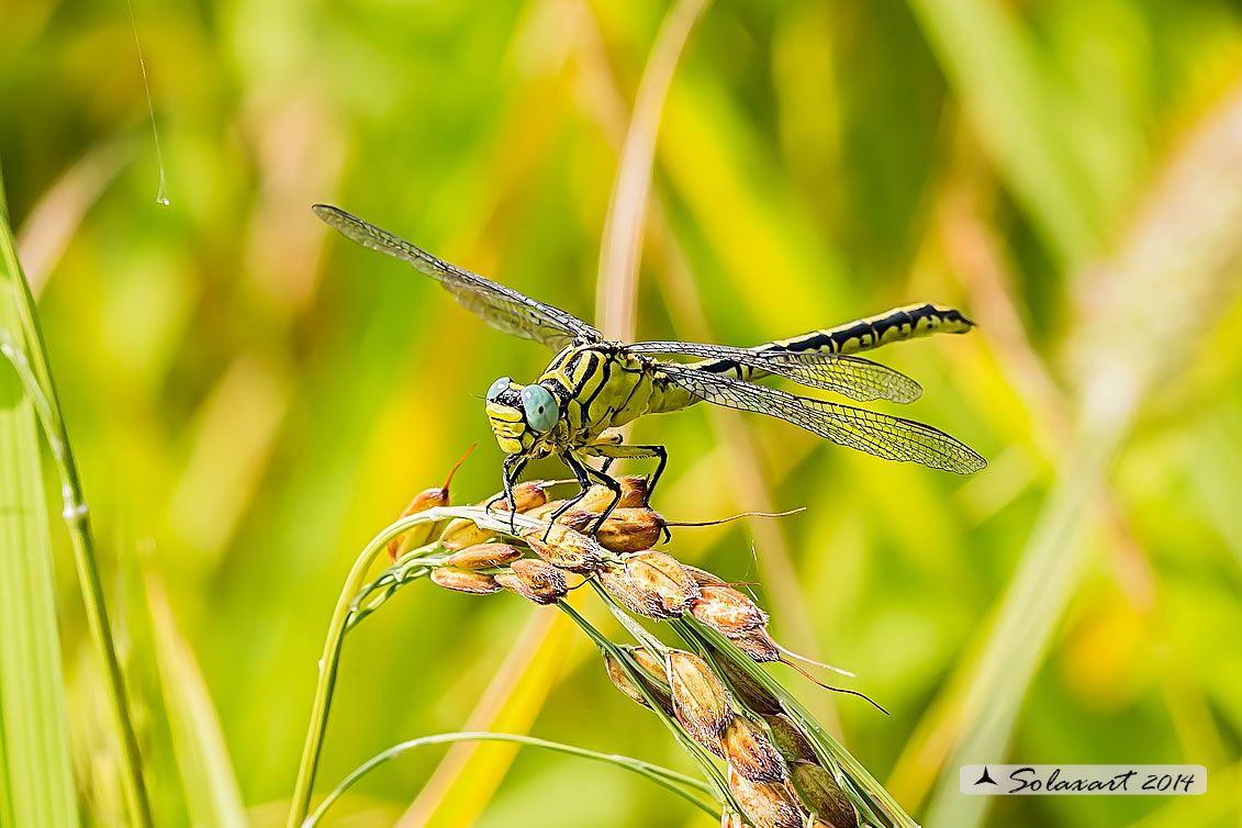 Gomphus flavipes: Piedigialli;  River Clubtail (female)