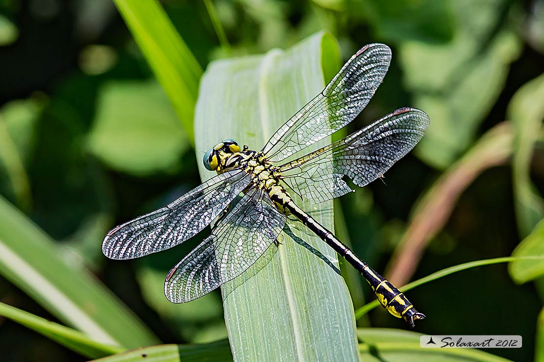 Gomphus flavipes:  Piedigialli (maschio) ;  River Clubtail (male)