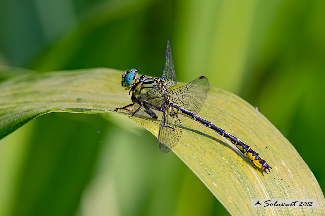 Gomphus flavipes:  Piedigialli (maschio) ;  River Clubtail (male)